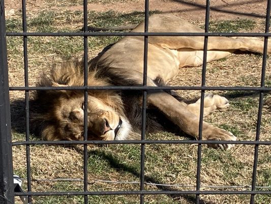 Abilene Zoo by null