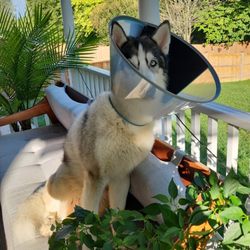Country Dogs - Dog