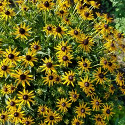 Reynolda Nursery and Landscaping - Rudbeckia Goldstar - Great perennial that blooms throughout the summer, and