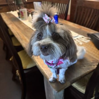 Pure Heart Pet Boutique - Lola - Pet Stores Near Me - San Angelo, Texas Pure Heart Pet Boutique - Lola - Pet Stores Near Me - San Angelo, Texas