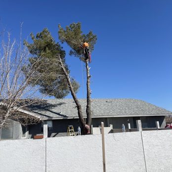 Tree Care by Design - Fearless but I'm happy to see that he is fully harnessed and working safely - Tree Services Near Me