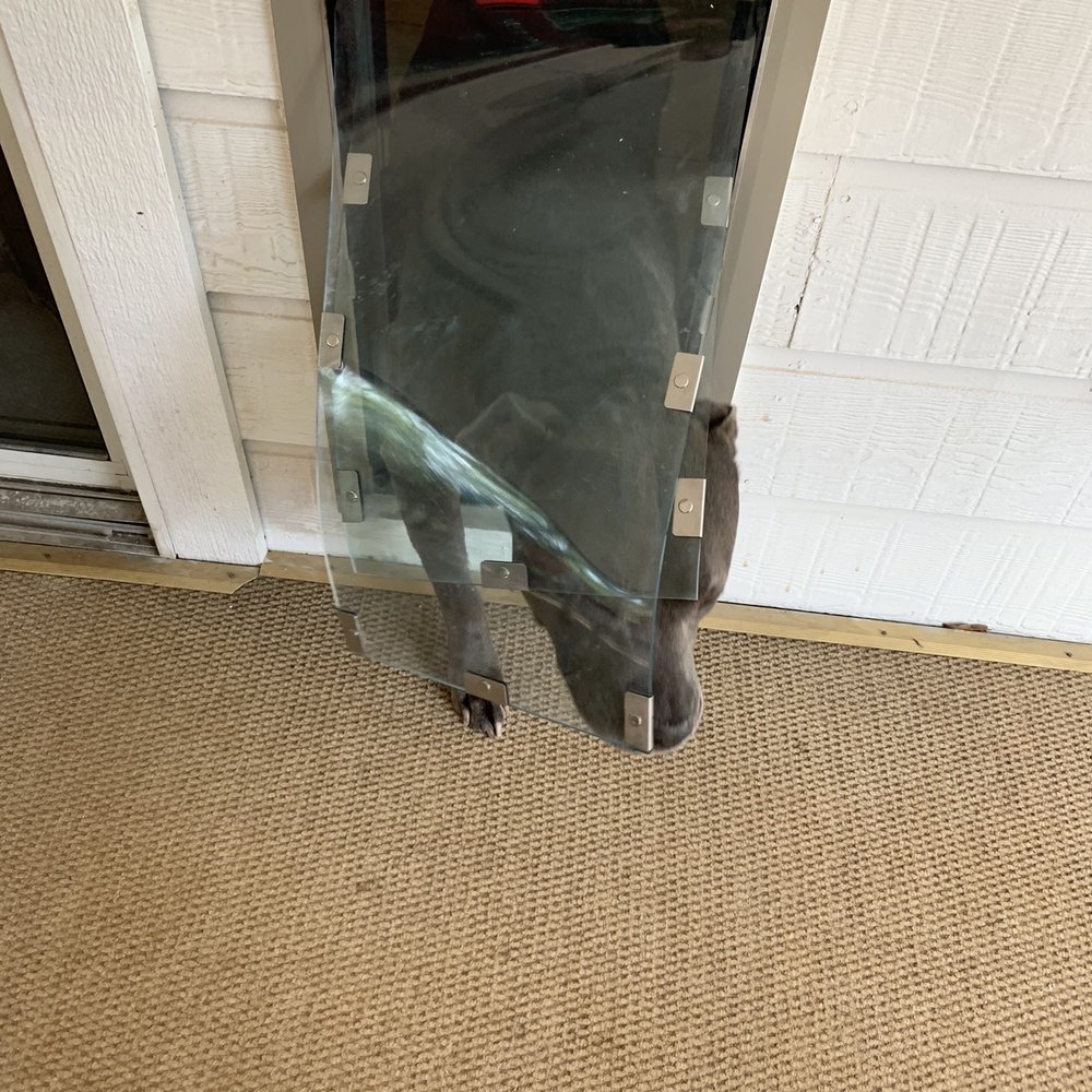 Dog Doors - San Antonio - My dog loves it. - Pet Services Near Me Dog Doors - San Antonio - My dog loves it. - Pet Services Near Me