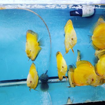 South River Aquarium - Yellow Fin Fishes - Local Fish Stores Near Me - Brooklyn, New York South River Aquarium - Yellow Fin Fishes - Local Fish Stores Near Me - Brooklyn, New York
