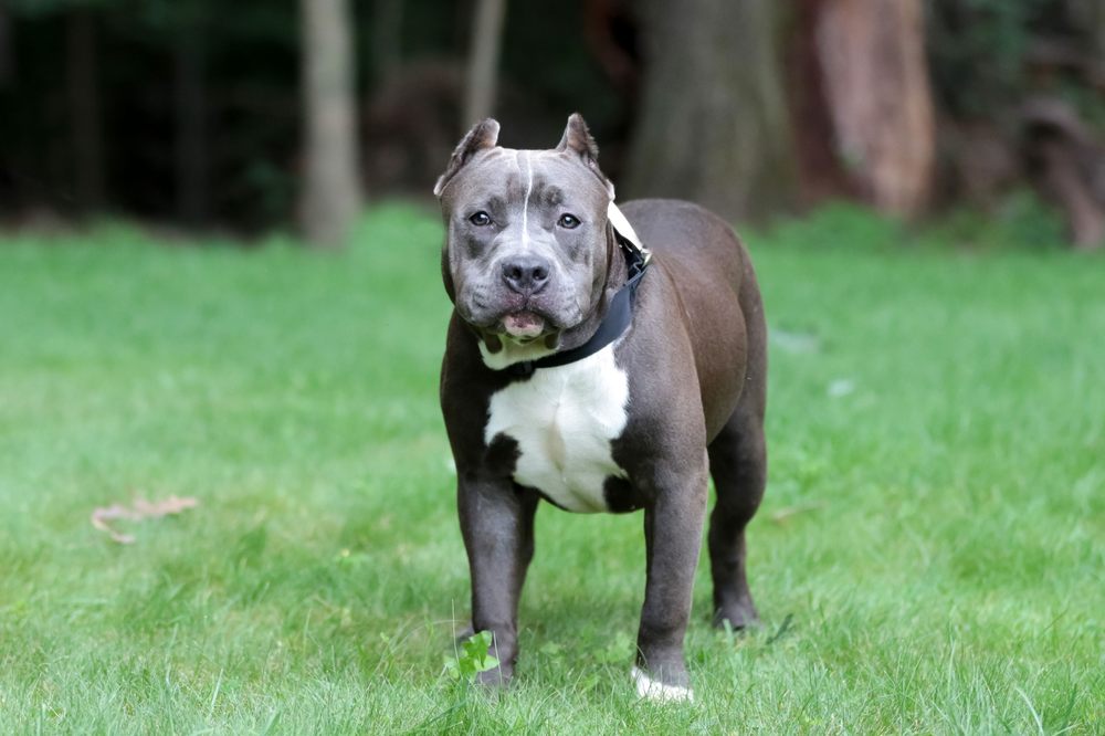 BOBO’S BEST KENNELS Updated July 2024 30 Photos 79 Hillside St