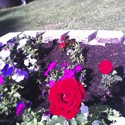 Evansville Barber Shop - A single red rose comes back every year, the others must be planted to complete the picture.