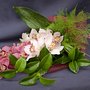 Photo of Bloom Plus