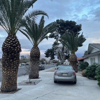 Arellano’s Tree Service - Tree Services Near Me