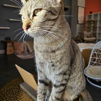Cat Therapy - Pet Adoption Near Me - Santa Barbara, California Cat Therapy - Pet Adoption Near Me - Santa Barbara, California