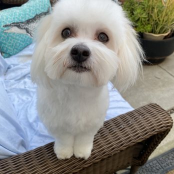 Penelopes Parlor - Super soft and super cute - Pet Groomers Near Me - Costa Mesa, California