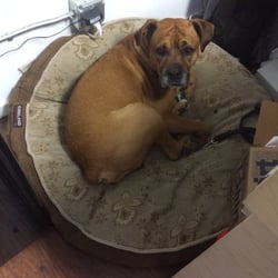 The owner's dog.