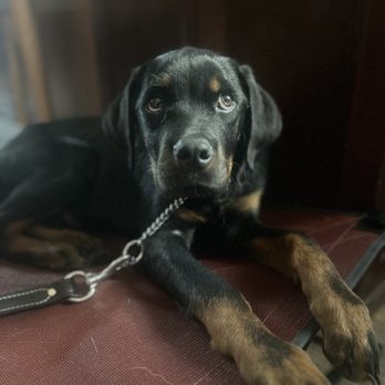 ACE K9 Training - Pet Training Near Me