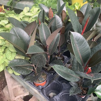 Bountiful Acres - Rubber plant ! - Landscaping Near Me - Buckingham, Pennsylvania