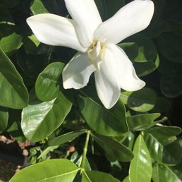 Beautiful and fragrant gardenias on the grounds! Beautiful and fragrant gardenias on the grounds!