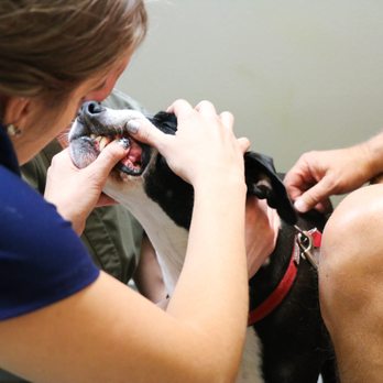 Indian Tree Animal Hospital - Does your pet have stinky breath? If so, it's time to brush up on their dental health at Indian Tree. - Veterinarians Near Me - Arvada, Colorado Indian Tree Animal Hospital - Does your pet have stinky breath? If so, it's time to brush up on their dental health at Indian Tree. - Veterinarians Near Me - Arvada, Colorado