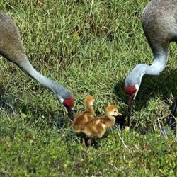 Walden Woods South - Send cranes and their babies
