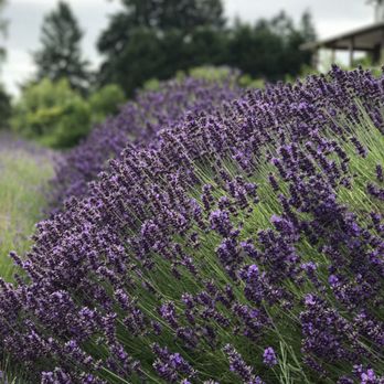 Lavender Hill Farm - Beautiful - Vacation Rentals Near Me - Vashon, Washington Lavender Hill Farm - Beautiful - Vacation Rentals Near Me - Vashon, Washington