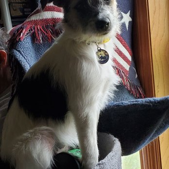 Paw Time Worldwide - Pet Adoption Near Me - Hammond, Indiana
