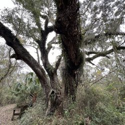 Goat Trees