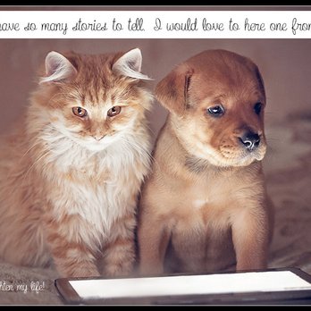 Walgreens - a dog and a cat sitting next to each other - Drugstores Near Me - Westchester, Illinois