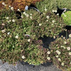 Colonial Gardens - Black clovers