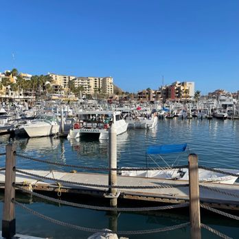 Vibrant - Seafood Near Me - Cabo San Lucas, BCS Vibrant - Seafood Near Me - Cabo San Lucas, BCS