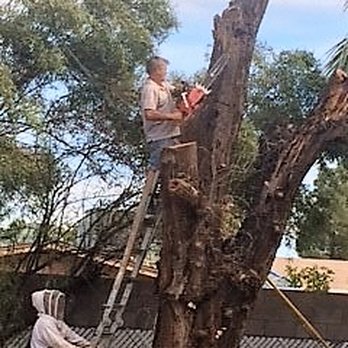 The BeeMan Live Bee Removal - Pest Control Near Me - Scottsdale, Arizona The BeeMan Live Bee Removal - Pest Control Near Me - Scottsdale, Arizona