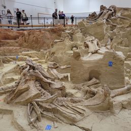 A view from the viewing platform looking at the many sets of bones on display A view from the viewing platform looking at the many sets of bones on display
