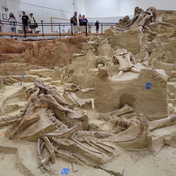 The Mammoth Site - A view from the viewing platform looking at the many sets of bones on display - Museums Near Me - Hot Springs, South Dakota The Mammoth Site - A view from the viewing platform looking at the many sets of bones on display - Museums Near Me - Hot Springs, South Dakota