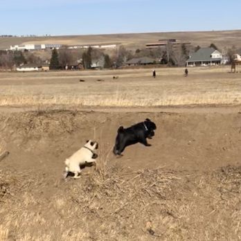 Westminster Dog Park - Such a great adventure ! - Dog Parks Near Me - Westminster, Colorado Westminster Dog Park - Such a great adventure ! - Dog Parks Near Me - Westminster, Colorado