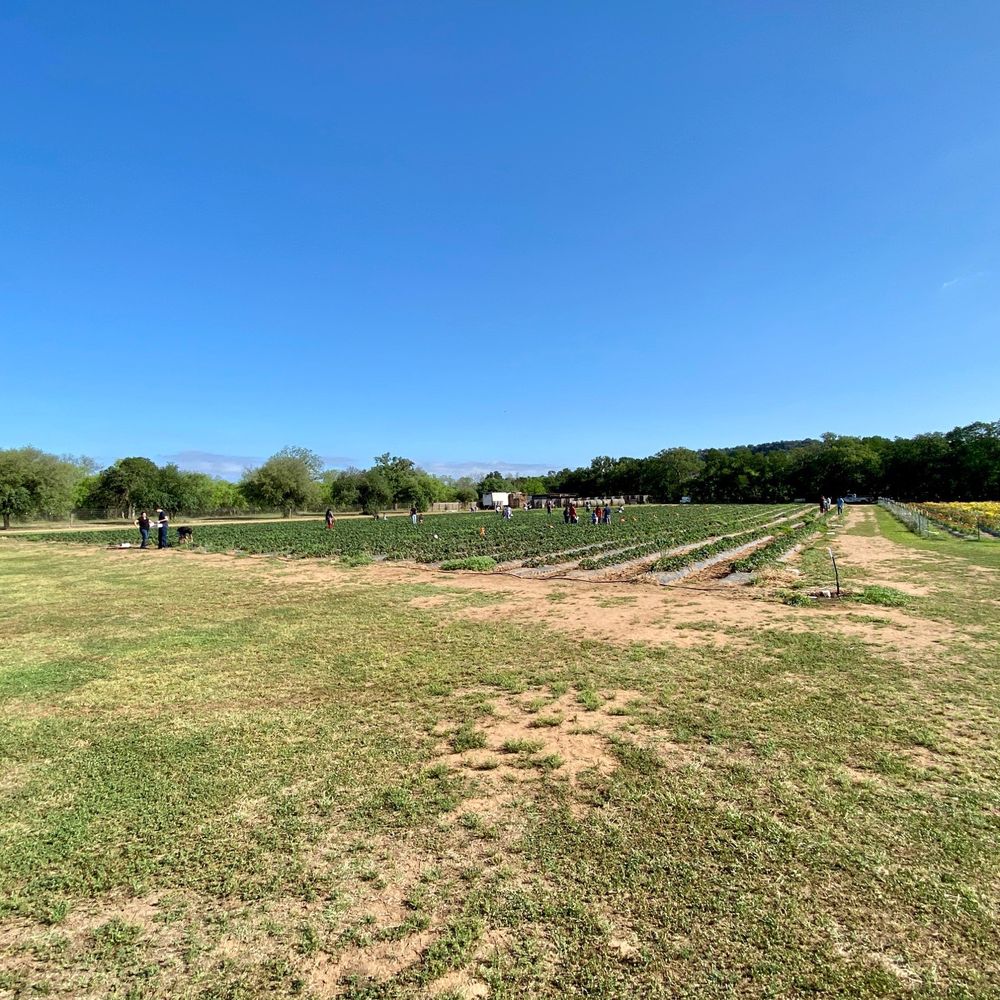 Sweet Berry Farm - One section of their strawberry fields. - Attraction Farms Near Me - Marble Falls, Texas