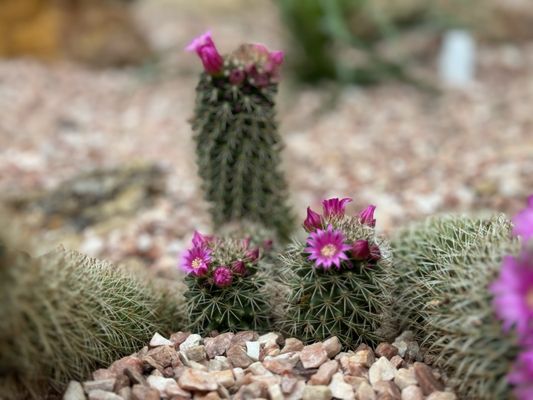 Muttart Conservatory by null