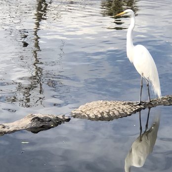 Sea Serpent Tour - We don't get a chance to see something like this everyday but..... the gators are out!!!! - Boat Tours Near Me - Saint Augustine, Florida
