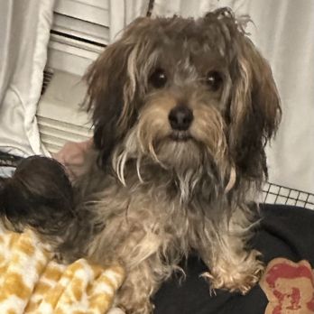 Paw Palace Grooming - This was his before picture - Pet Groomers Near Me