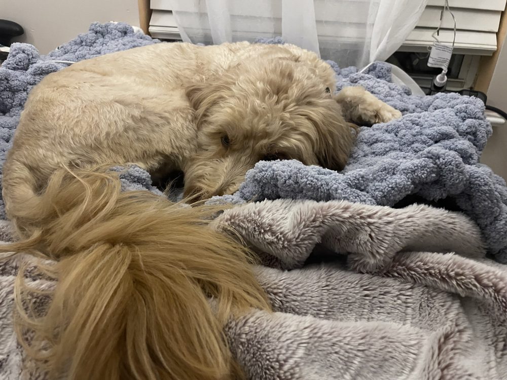 Fuzzy Friends Pet Sitting - pet boarding facility in North Charleston, SC