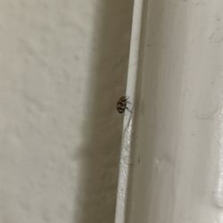 Bite The Dust Pest Control
