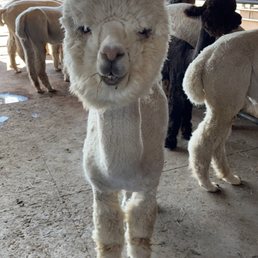 Alpaca Alpaca