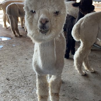 Alpacas at Marquam Hill Ranch - Alpaca - Ranches Near Me - Molalla, Oregon Alpacas at Marquam Hill Ranch - Alpaca - Ranches Near Me - Molalla, Oregon