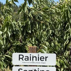 Evans Fruit Company - So many varieties of cherries!
