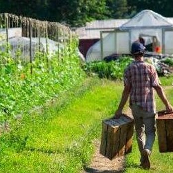 Our Harvest - Growing veggies on the farm in College Hill! - CSA Near Me - Cincinnati, Ohio Our Harvest - Growing veggies on the farm in College Hill! - CSA Near Me - Cincinnati, Ohio