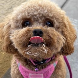 Charlie smiling with a whipped cream mustache after hanging with her buds at Az Pet Stylist!! Charlie smiling with a whipped cream mustache after hanging with her buds at Az Pet Stylist!!