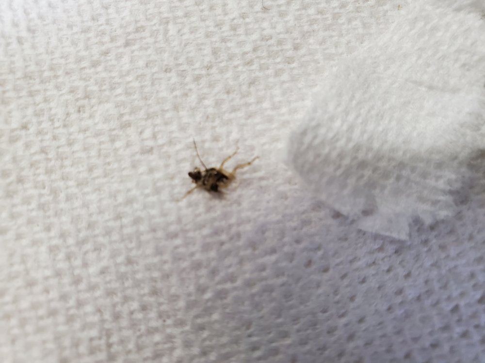 PINEWOOD CREEK APARTMENTS Updated August 2024 3150 S Pinewood Creek