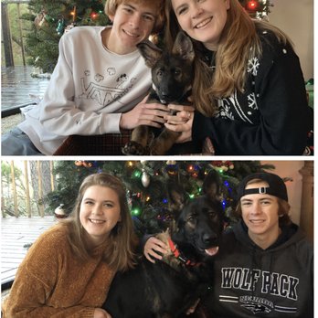 SentinelHarts German Shepherds - 1st & 2nd Xmas - Pets Near Me SentinelHarts German Shepherds - 1st & 2nd Xmas - Pets Near Me