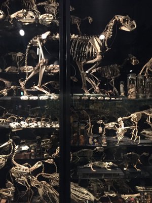 Museum Vrolik by null