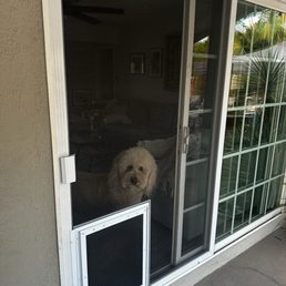 Large dog door. Large dog door.