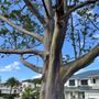 G Tree Trimming Services