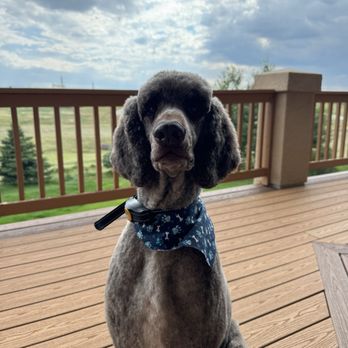 A Cut Above - Pet Groomers Near Me - Colorado Springs, Colorado A Cut Above - Pet Groomers Near Me - Colorado Springs, Colorado