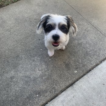 Dog Styling Boutique - After! - Pet Groomers Near Me - Glendora, California