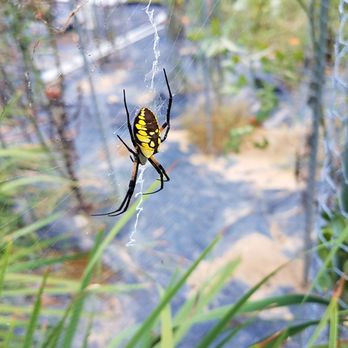 Pest Control Nut - Signature Spider - Pest Control Near Me - Mechanicsville, Virginia Pest Control Nut - Signature Spider - Pest Control Near Me - Mechanicsville, Virginia