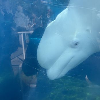 Mystic Aquarium - Aquariums Near Me - Mystic, Connecticut Mystic Aquarium - Aquariums Near Me - Mystic, Connecticut