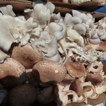 Mountain Meadow Mushrooms - one of our assorted boxes - Specialty Food Near Me - Escondido, California Mountain Meadow Mushrooms - one of our assorted boxes - Specialty Food Near Me - Escondido, California